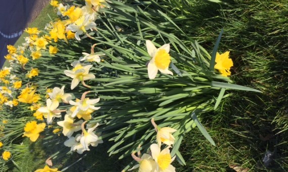 dafs 2